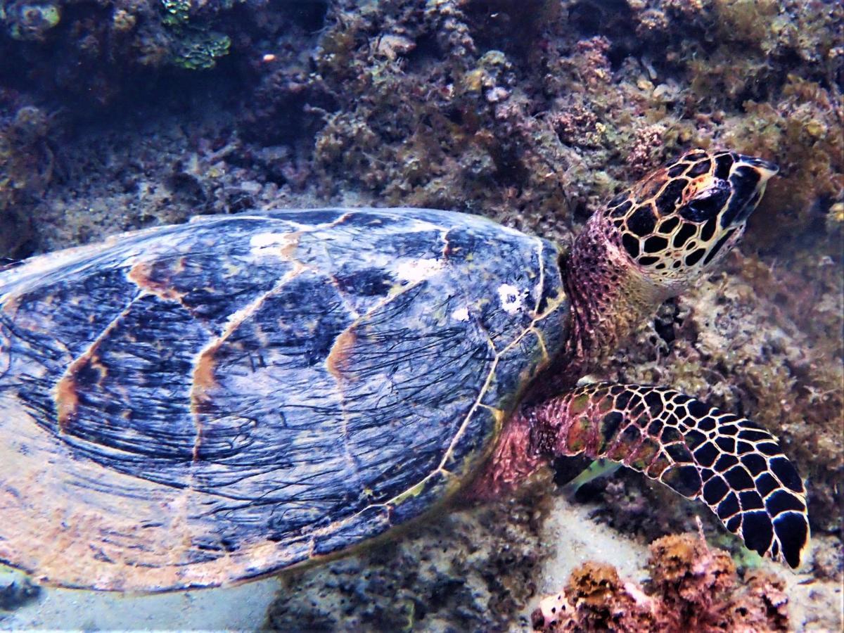Séjour insolite voilier Mori Ora Moorea Exterior foto